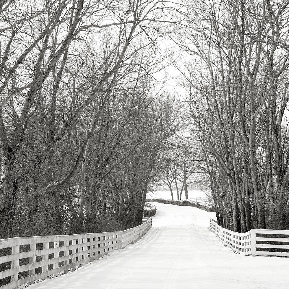 Country Lane in Winter Poster Print by Nicholas Bell - Item # VARPDXB3603D