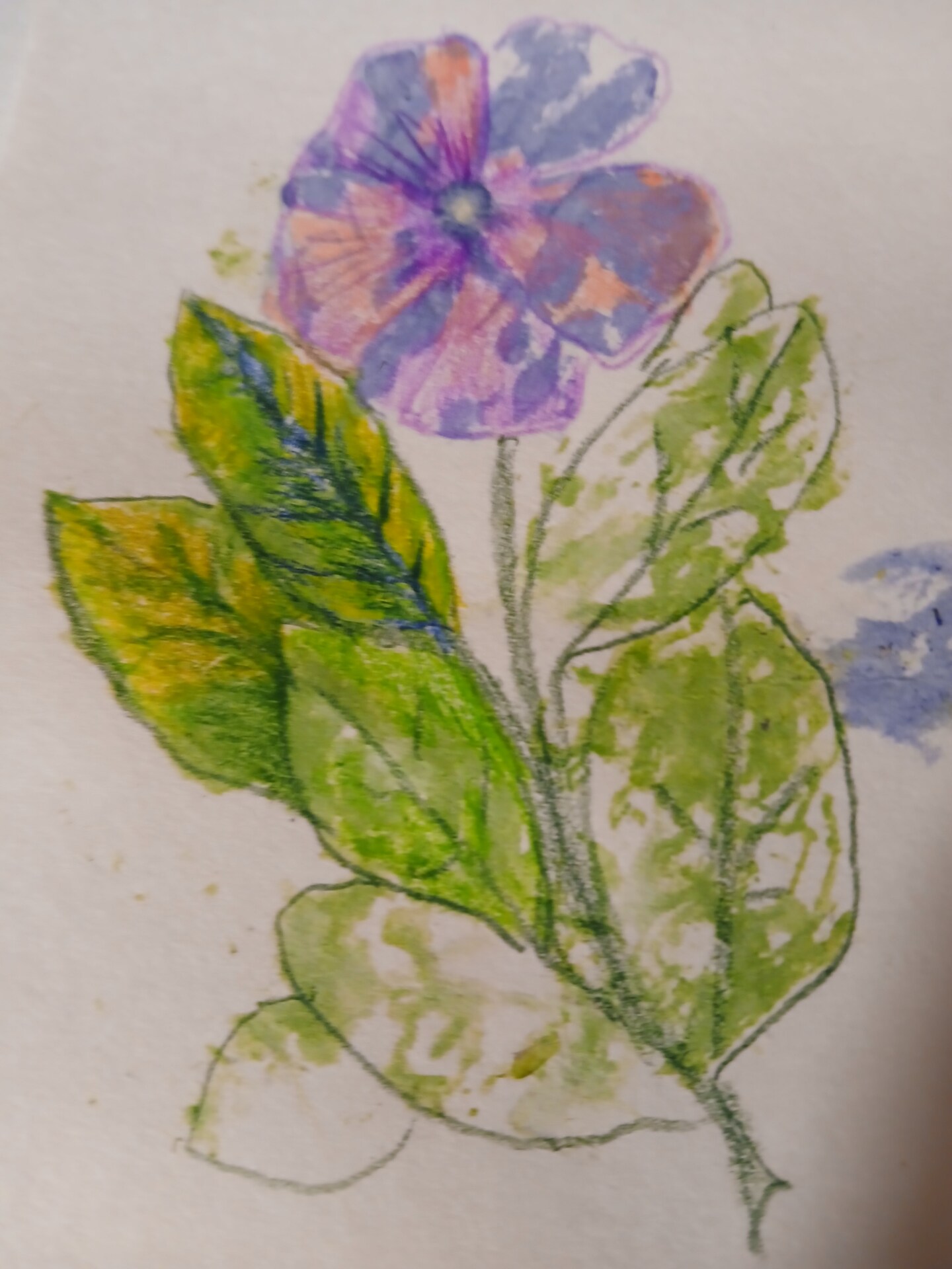 Summer Craft Party Tweens Pressed Flower Drawing