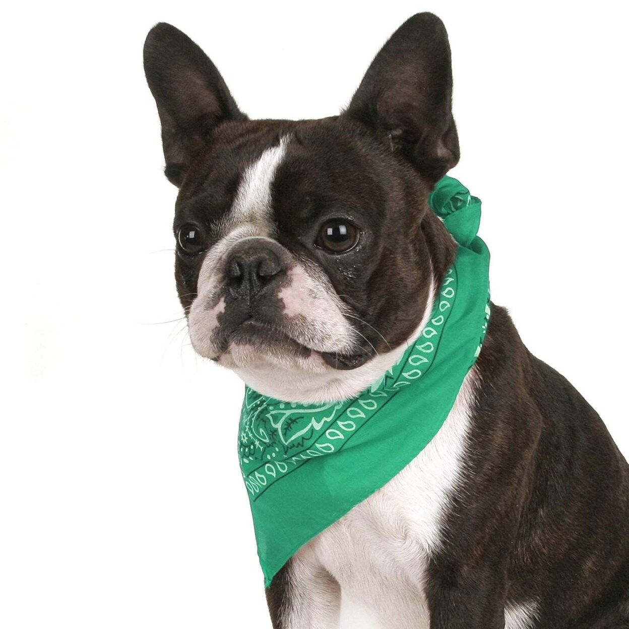 Paisley dog bandana best sale