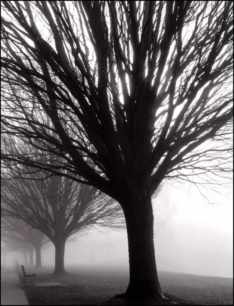 Row Of Trees In Fog Poster Print by David Gray - Item # VARPDXDG117