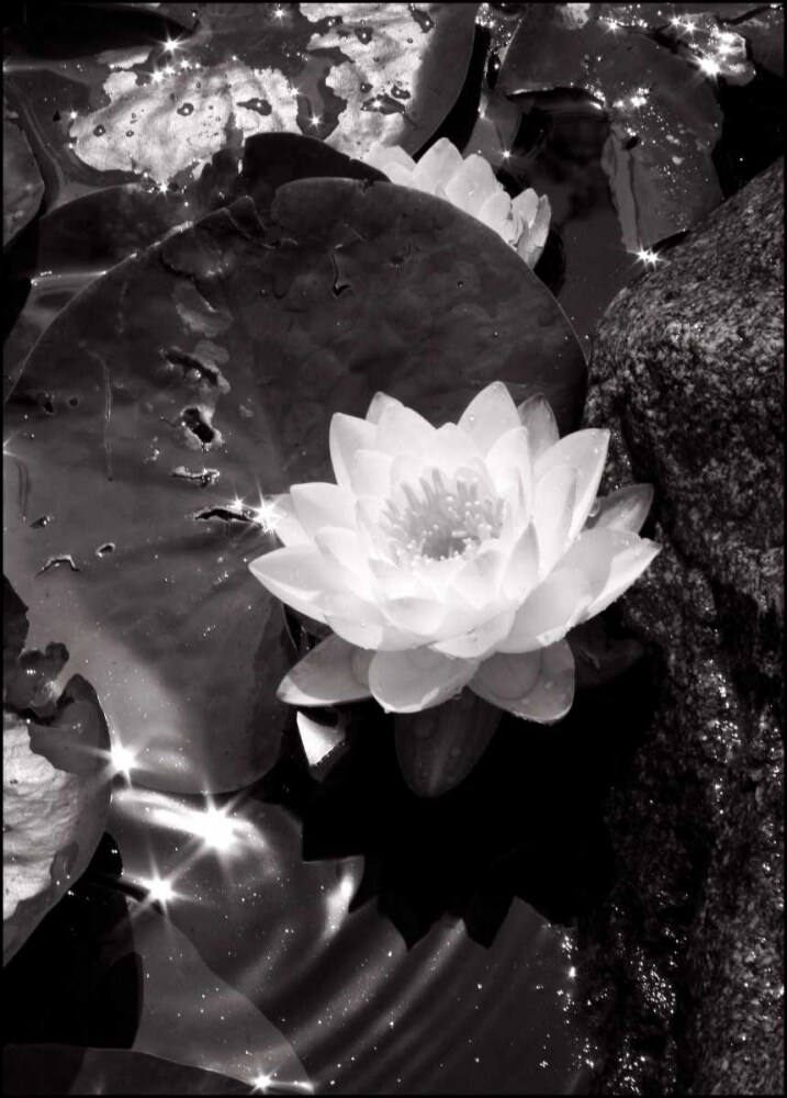 Water Lily Single Poster Print by David Gray - Item # VARPDXDG131