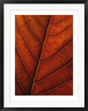Framed Art Verdant Form II by Photography Collection 31 1/2 x 23 1/2