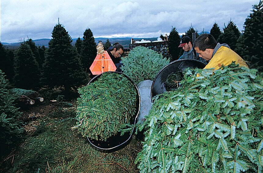 Real Christmas Trees Delivered 8 Foot Premium Balsam Fir Christmas Tree
