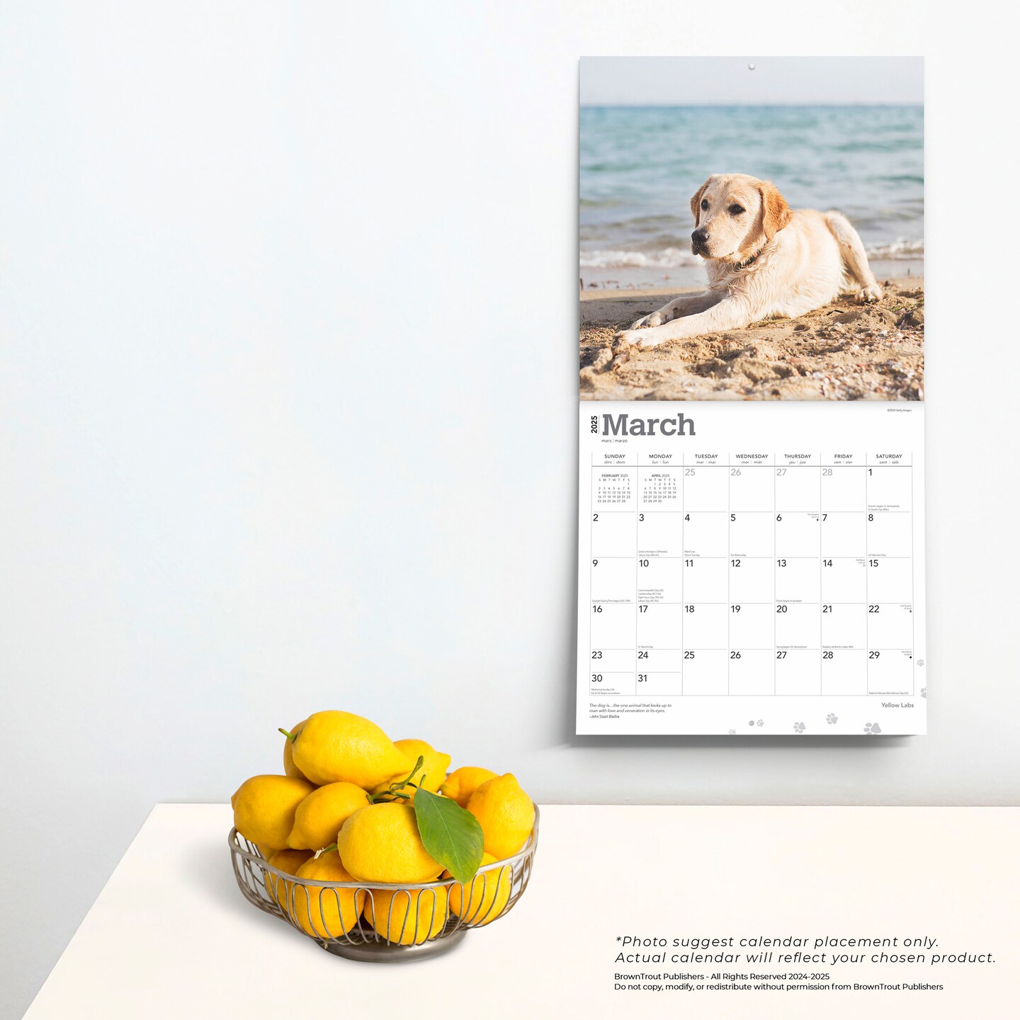 Yellow Labrador Retrievers | 2025 12 x 24 Inch Monthly Square Wall Calendar | Plastic-Free | BrownTrout | Animals Dog Breeds