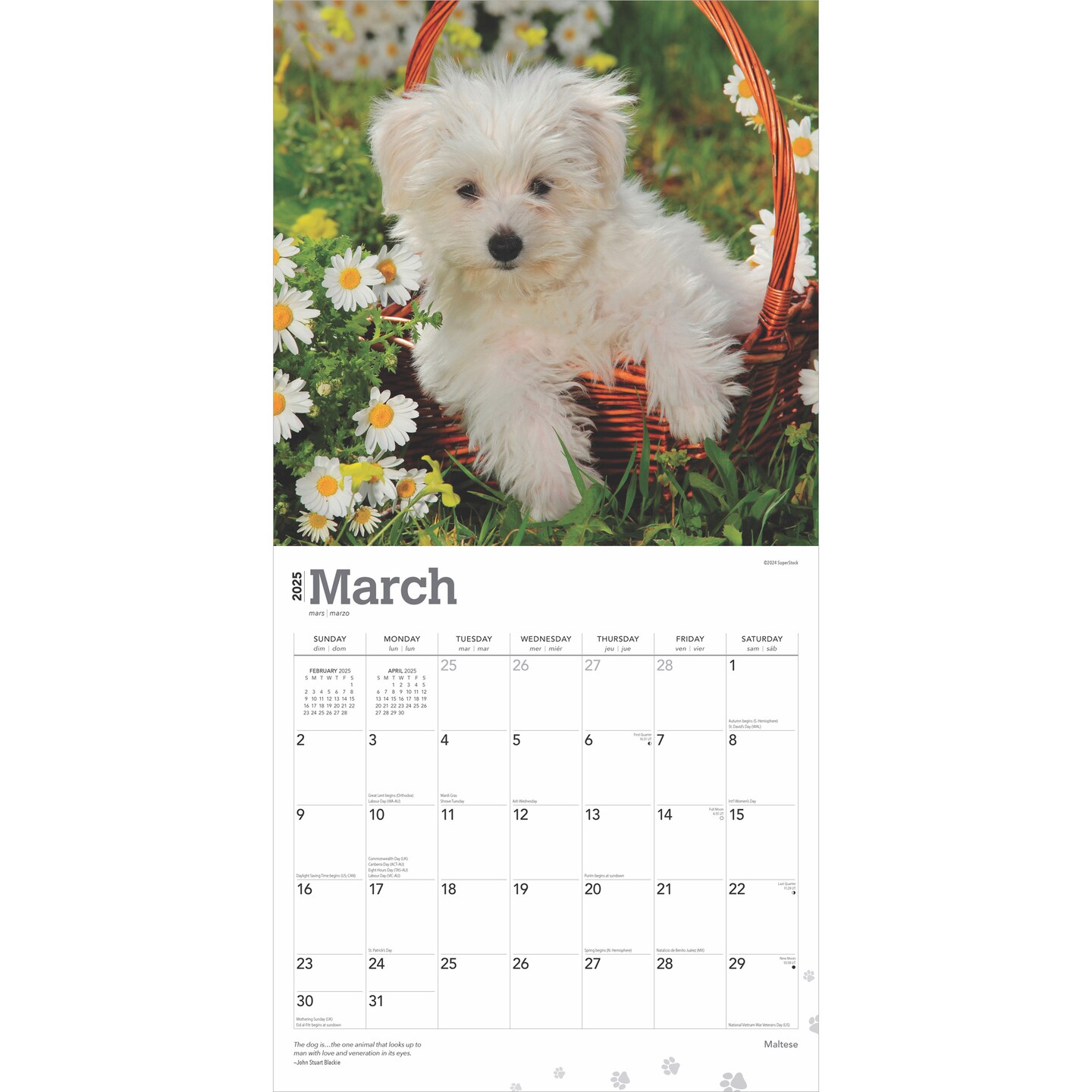 Maltese | 2025 12 x 24 Inch Monthly Square Wall Calendar | Plastic-Free | BrownTrout | Animals Small Dog Breeds