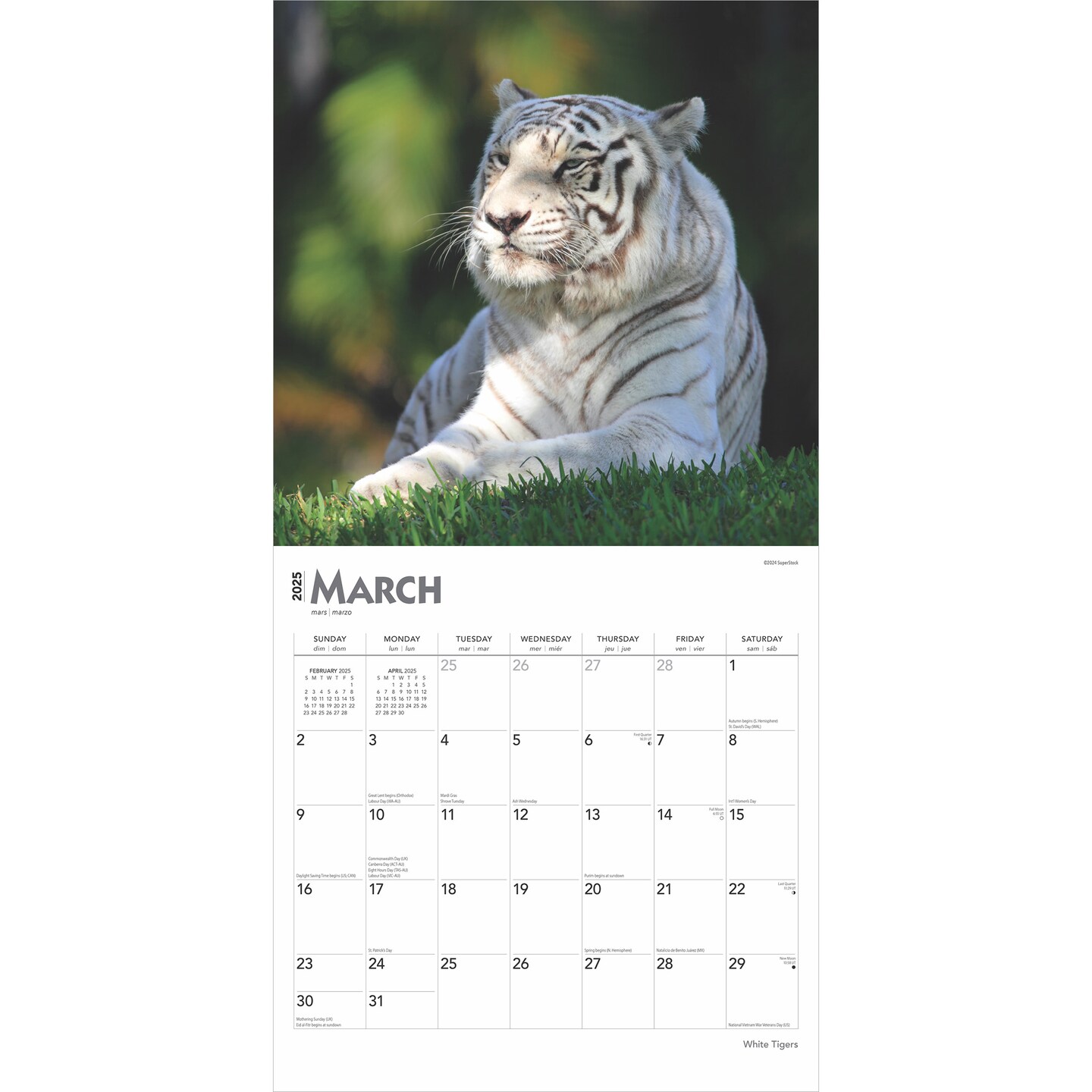 White Tigers | 2025 12 x 24 Inch Monthly Square Wall Calendar | Plastic-Free | BrownTrout | Wildlife Zoo Animals