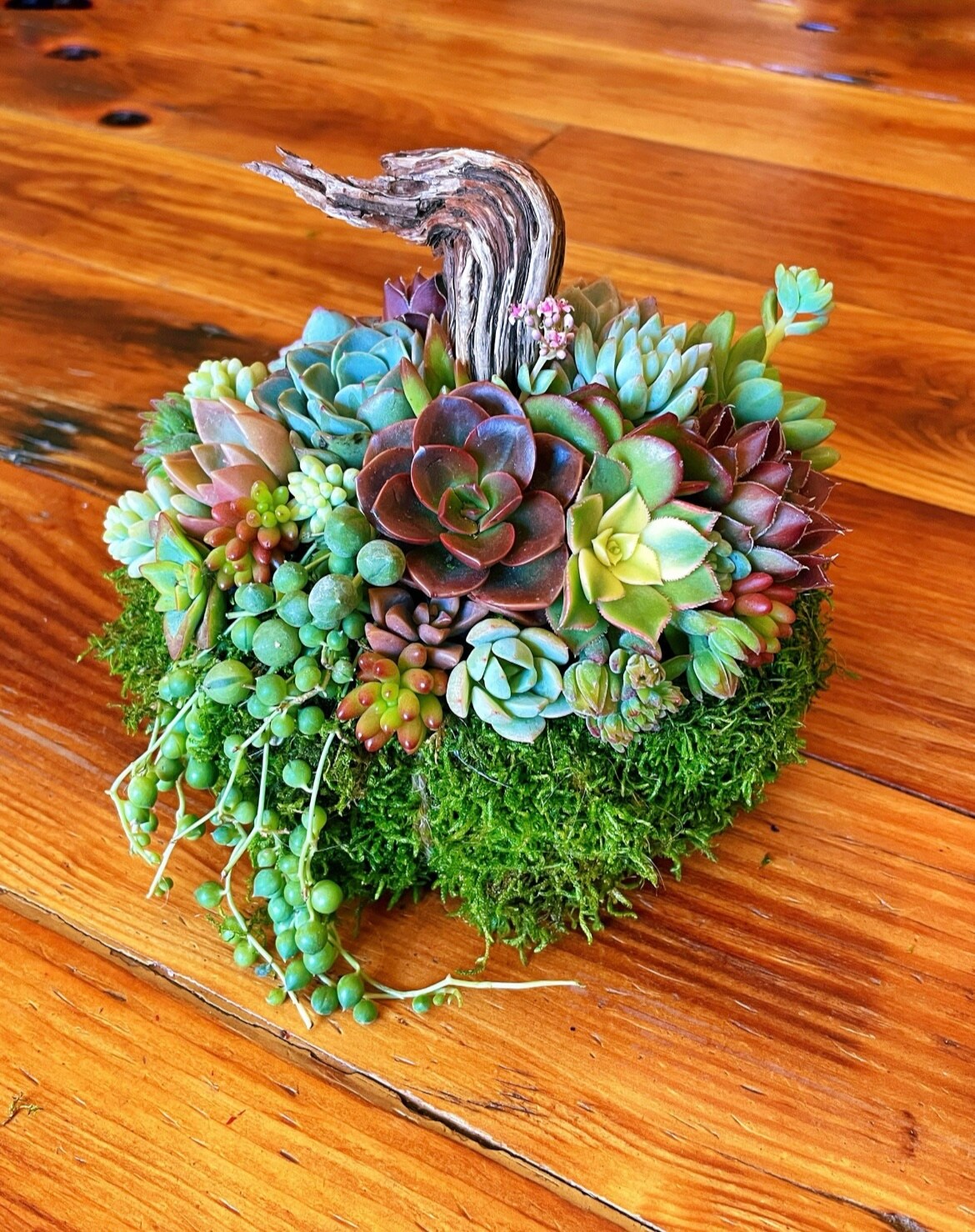 Moss pumpkin with live succulents and driftwood stem | Fall decor | Made to  order | MakerPlace by Michaels