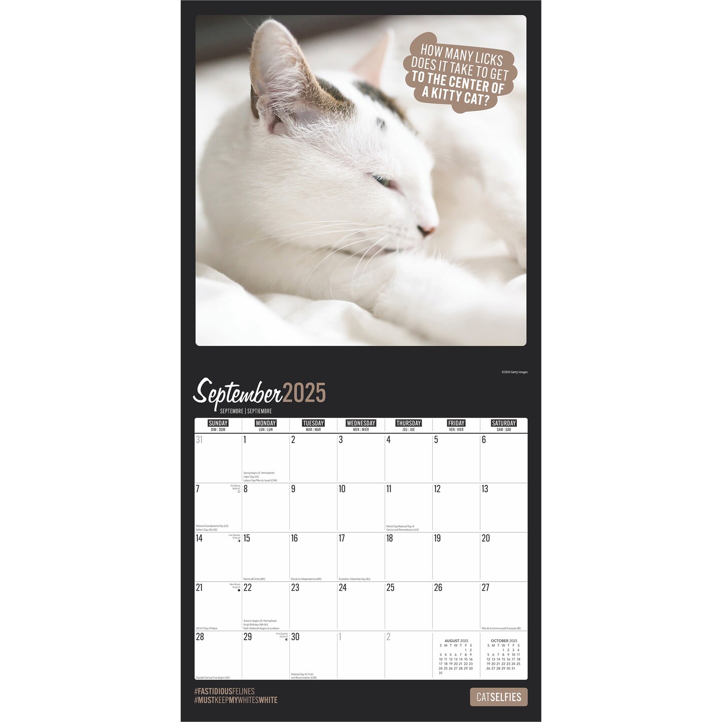 Cat Selfies | 2025 12 x 24 Inch Monthly Square Wall Calendar | Plastic-Free | BrownTrout | Pet Humor Kitten Feline