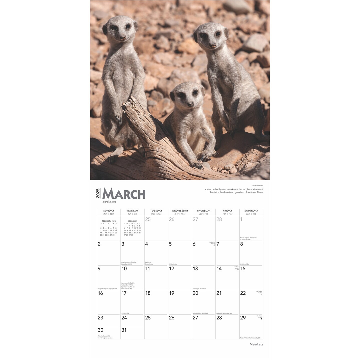 Meerkats | 2025 12 x 24 Inch Monthly Square Wall Calendar | Plastic-Free | BrownTrout | Wildlife Animals