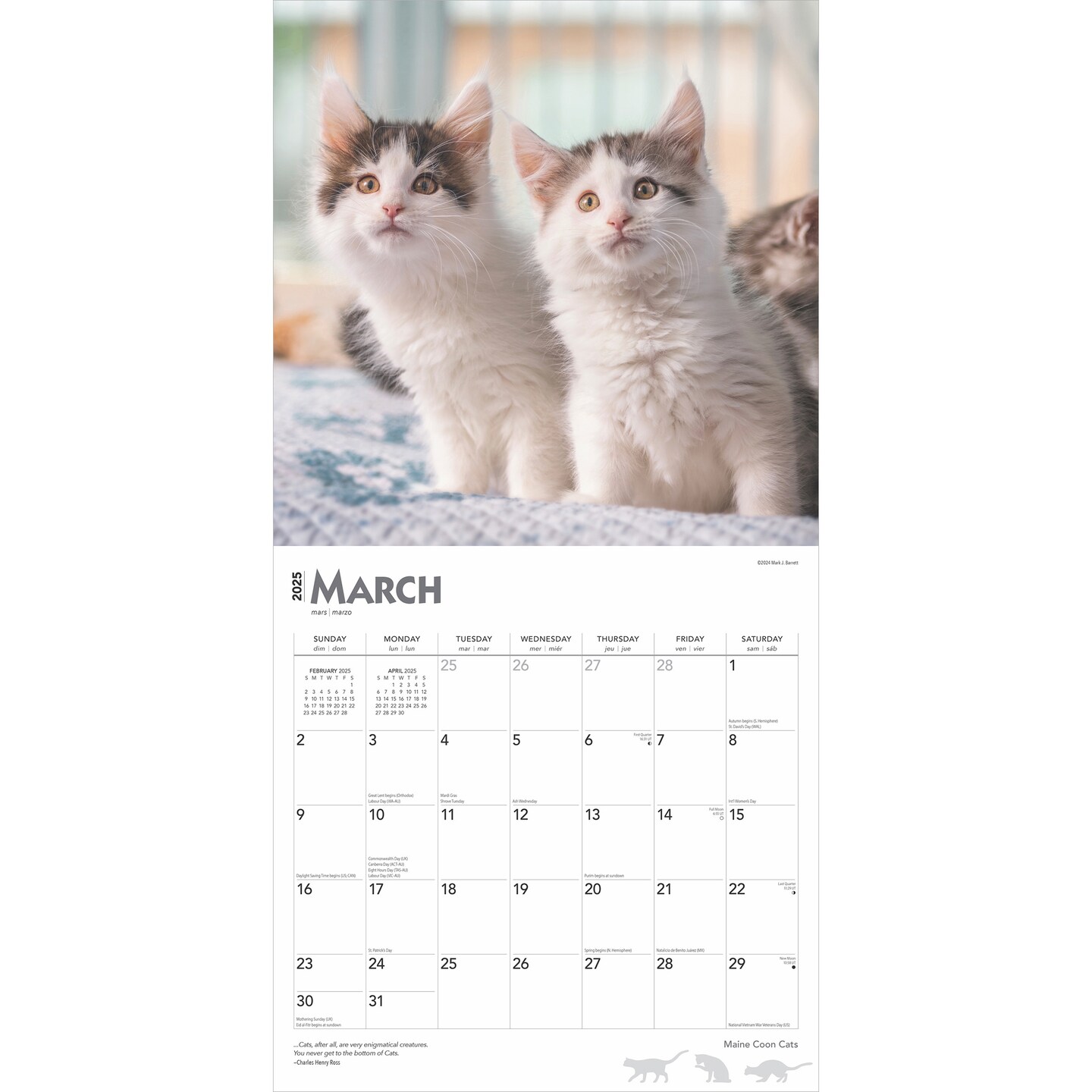 Maine Coon Cats | 2025 12 x 24 Inch Monthly Square Wall Calendar | Plastic-Free | BrownTrout | Animals Feline Kittens