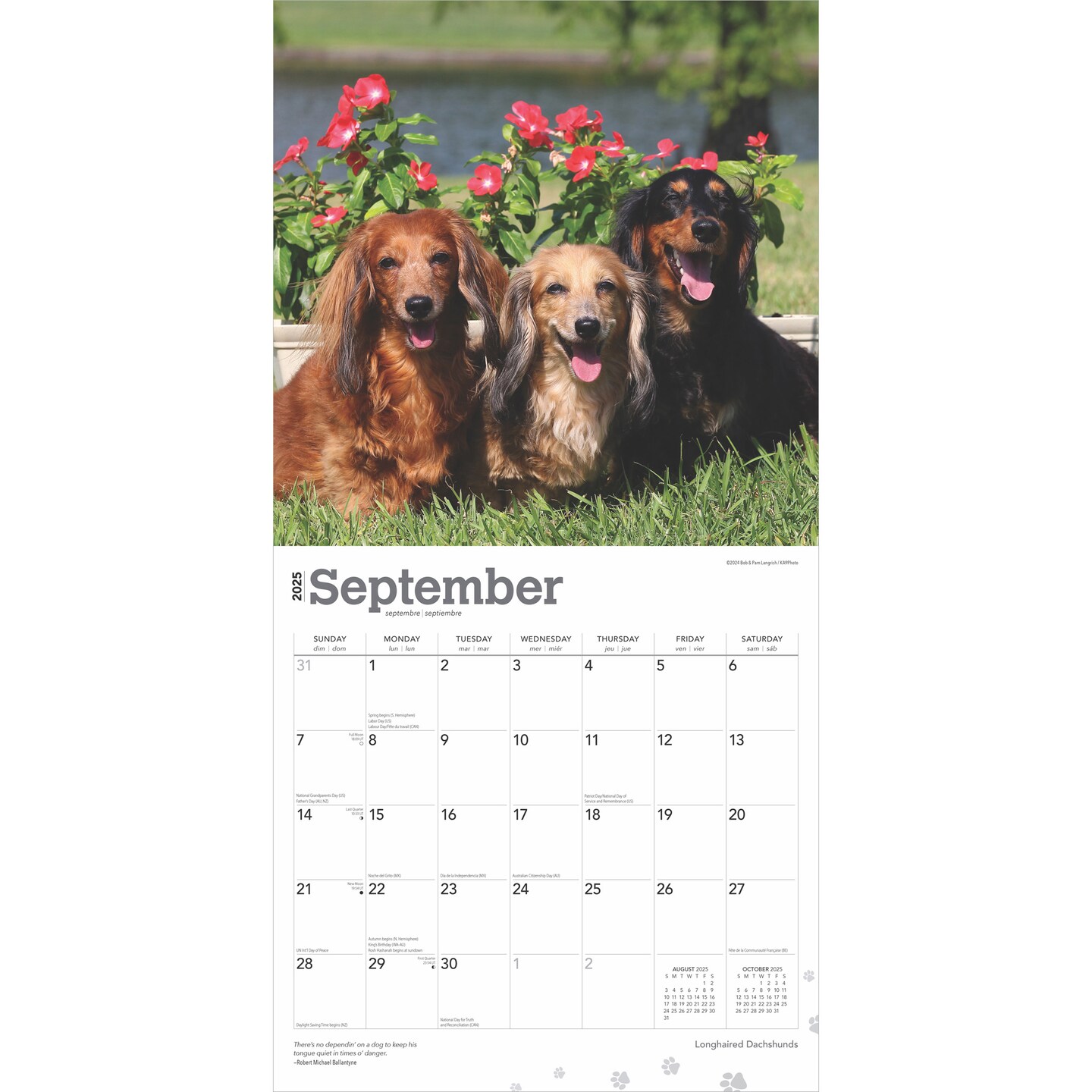 Longhaired Dachshunds | 2025 12 x 24 Inch Monthly Square Wall Calendar | Plastic-Free | BrownTrout | Animals Small Dog Breeds