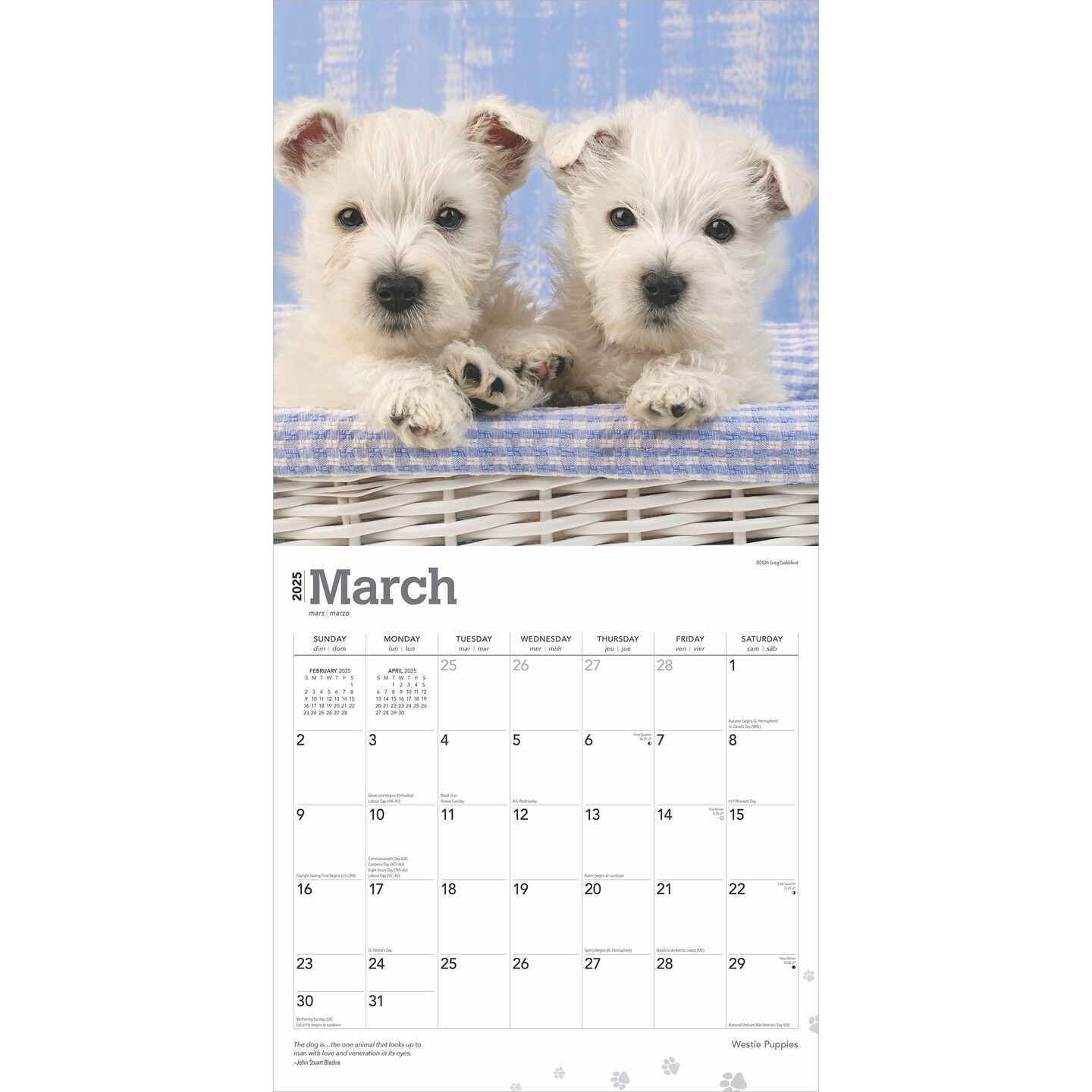 West Highland White Terrier Puppies | 2025 12 x 24 Inch Monthly Square Wall Calendar | Plastic-Free | BrownTrout | Animals Dog Breeds Puppy
