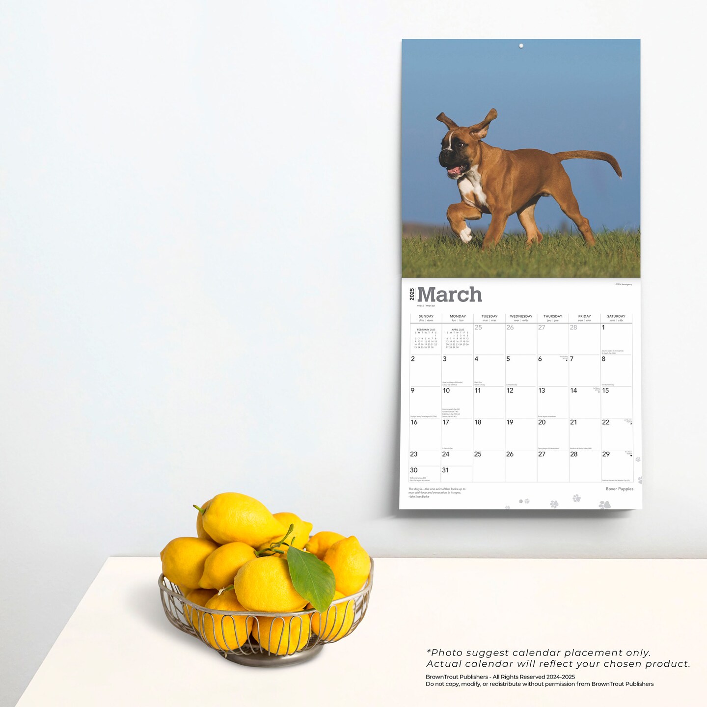 Boxer Puppies | 2025 12 x 24 Inch Monthly Square Wall Calendar | Plastic-Free | BrownTrout | Animals Dog Breeds Puppy
