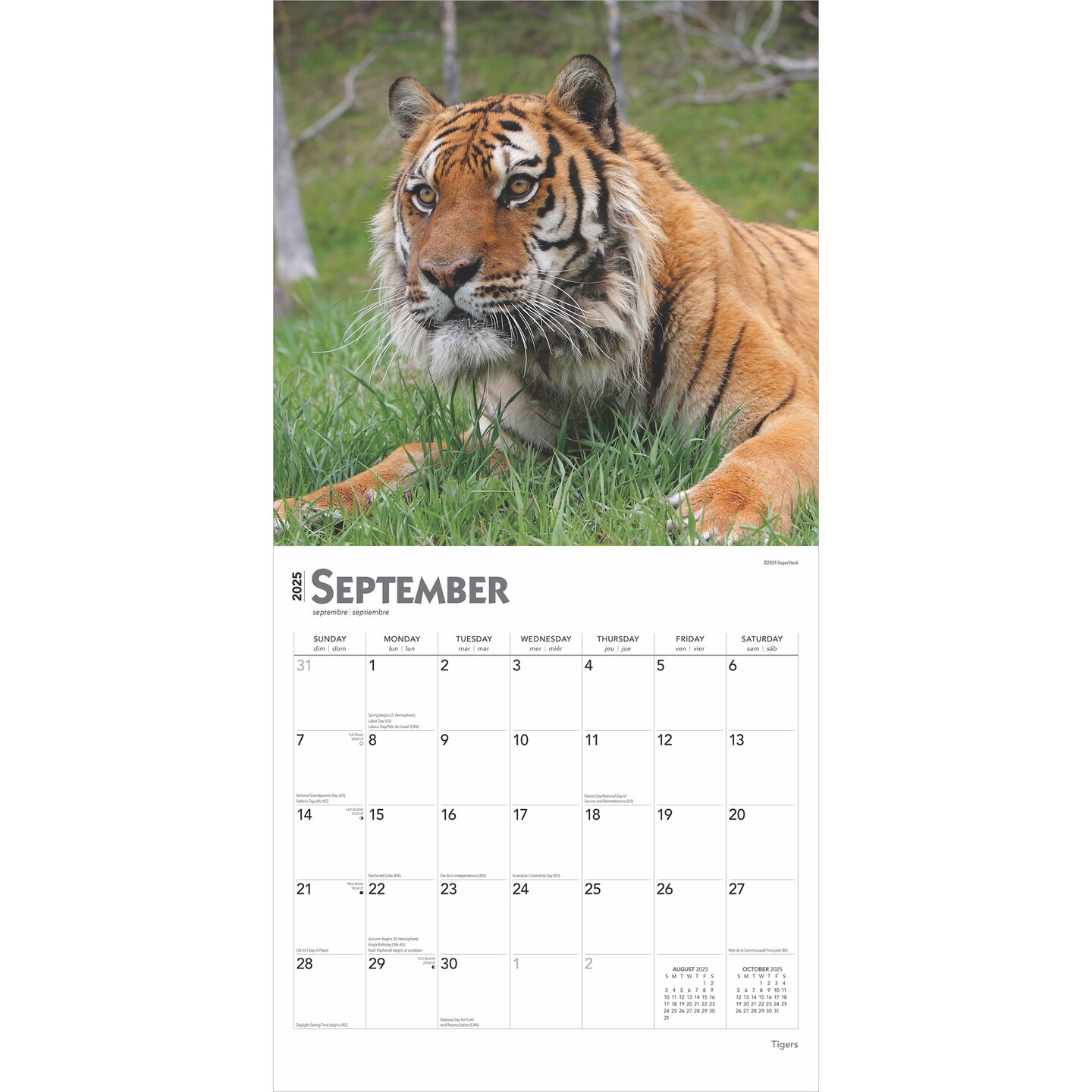 Tigers | 2025 12 x 24 Inch Monthly Square Wall Calendar | Plastic-Free | BrownTrout | Wildlife Zoo Animals