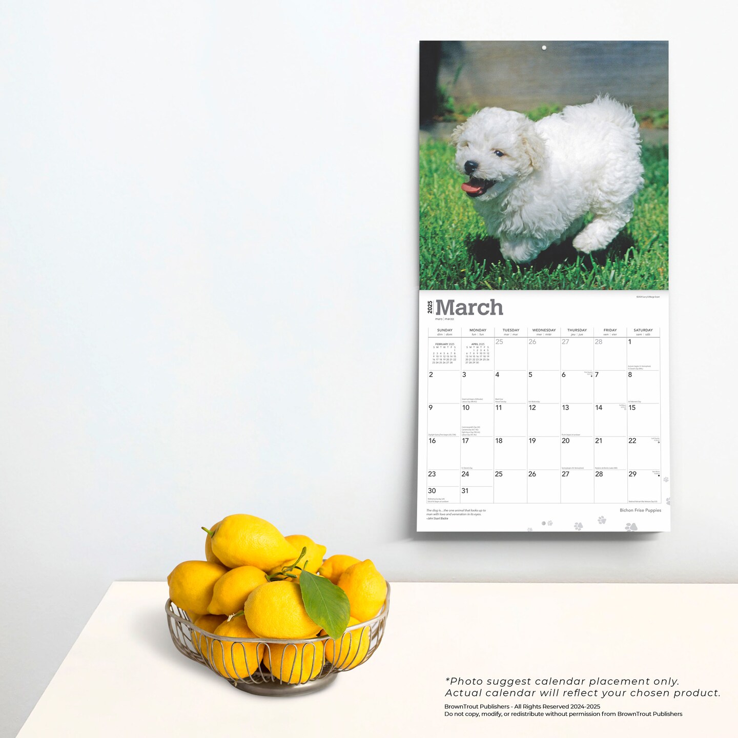 Bichon Frise Puppies | 2025 12 x 24 Inch Monthly Square Wall Calendar | Plastic-Free | BrownTrout | Animals Dog Breeds Puppy