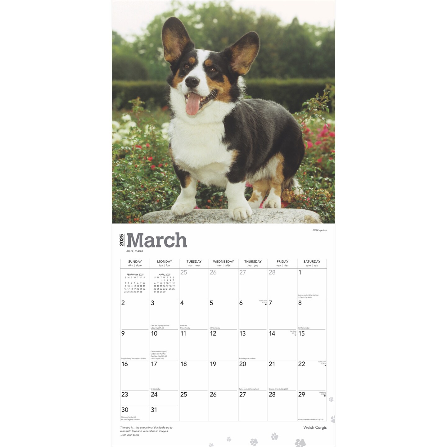 Welsh Corgis | 2025 12 x 24 Inch Monthly Square Wall Calendar | Plastic-Free | BrownTrout | Animals Dog Breeds