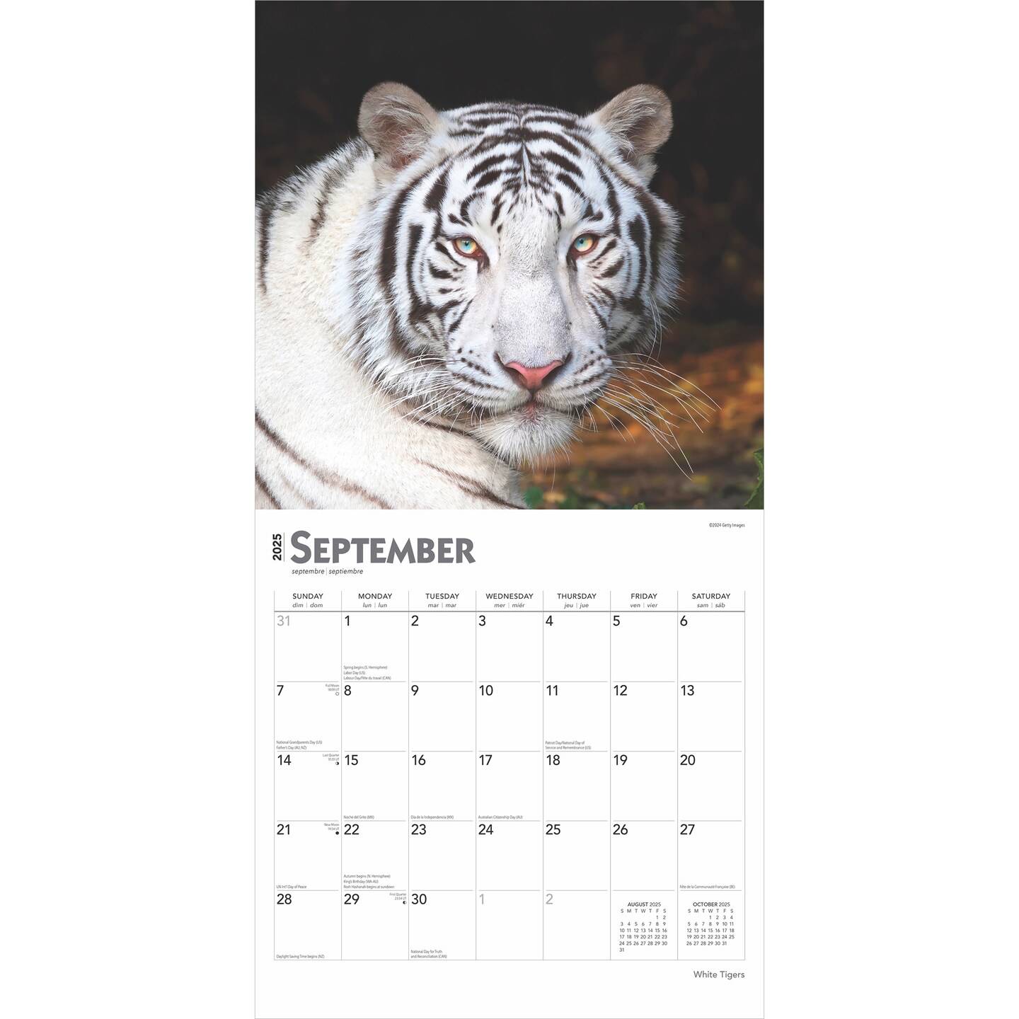 White Tigers | 2025 12 x 24 Inch Monthly Square Wall Calendar | Plastic-Free | BrownTrout | Wildlife Zoo Animals