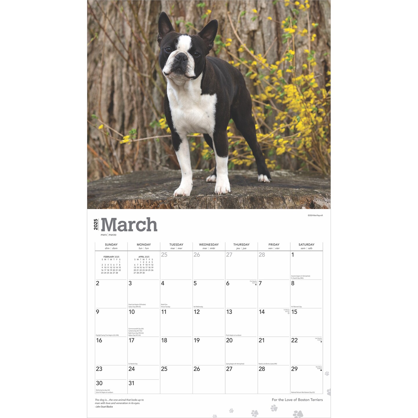For the Love of Boston Terriers | 2025 14 x 24 Inch Monthly Deluxe Wall Calendar | Foil Stamped Cover | Plastic-Free | BrownTrout | Animal Dog Breeds