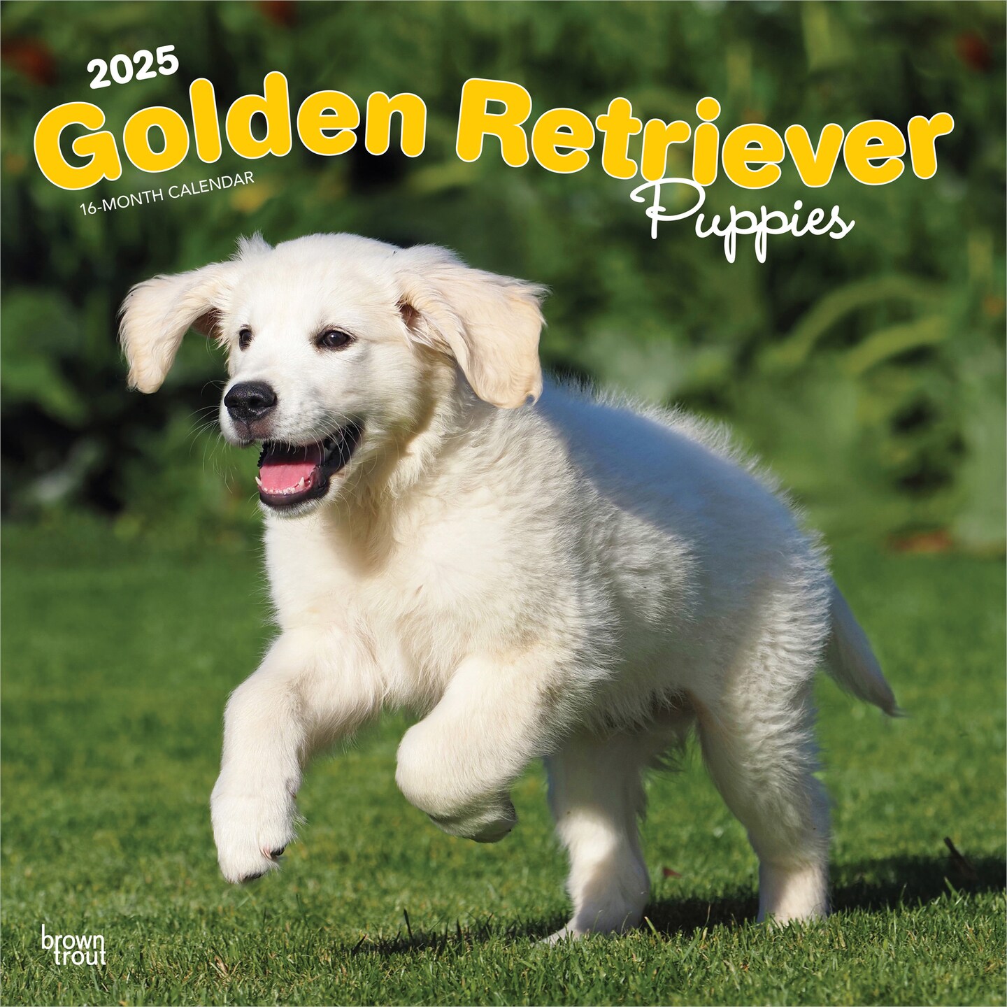 Golden Retriever Puppies | 2025 12 x 24 Inch Monthly Square Wall Calendar | Plastic-Free | BrownTrout | Animals Dog Breeds Puppy