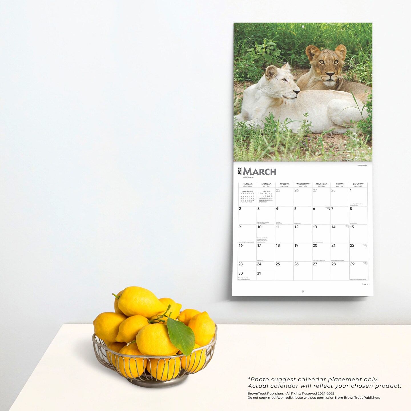Lions | 2025 12 x 24 Inch Monthly Square Wall Calendar | Plastic-Free | BrownTrout | Animals Wildlife