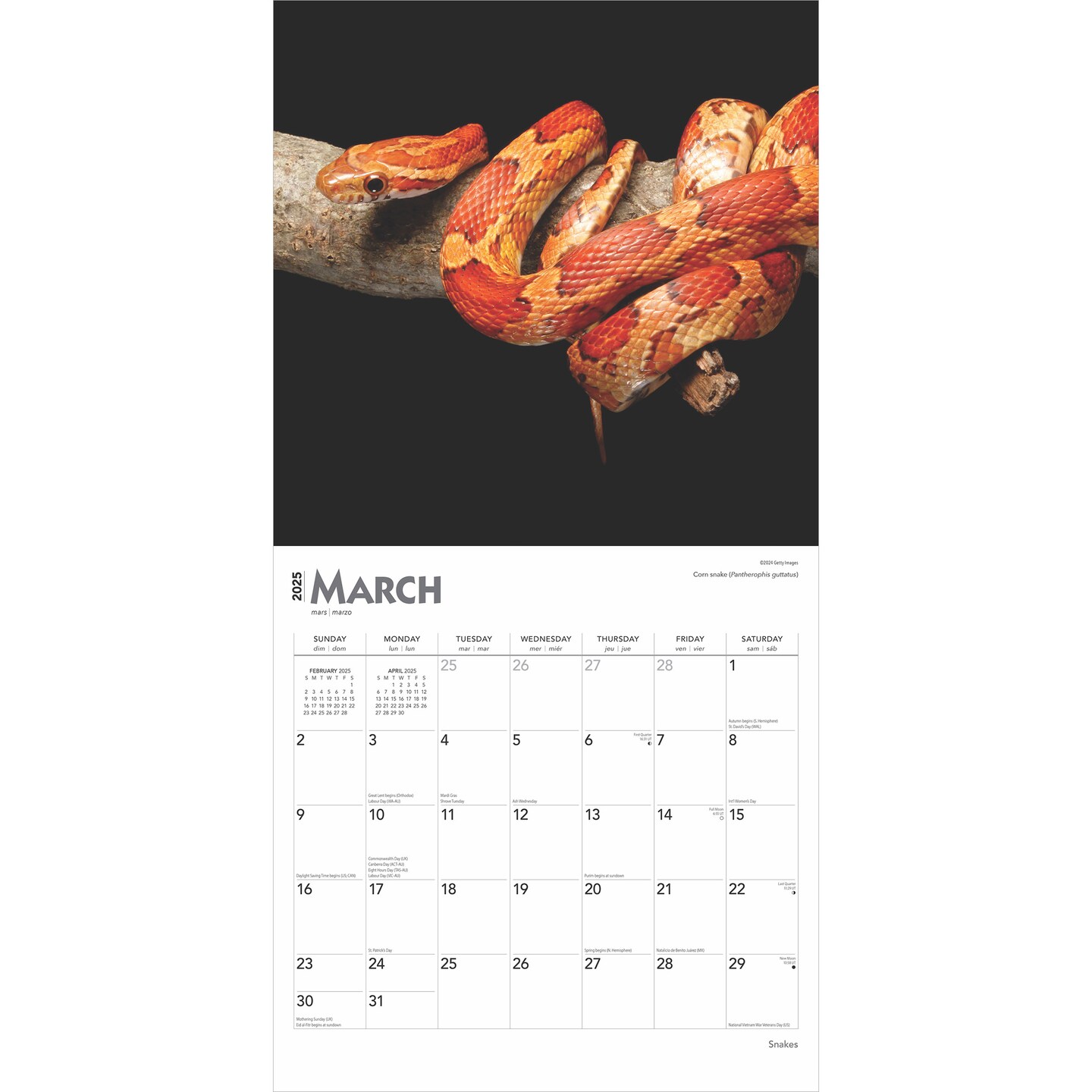 Snakes | 2025 12 x 24 Inch Monthly Square Wall Calendar | Plastic-Free | BrownTrout | Animals Nature Wildlife