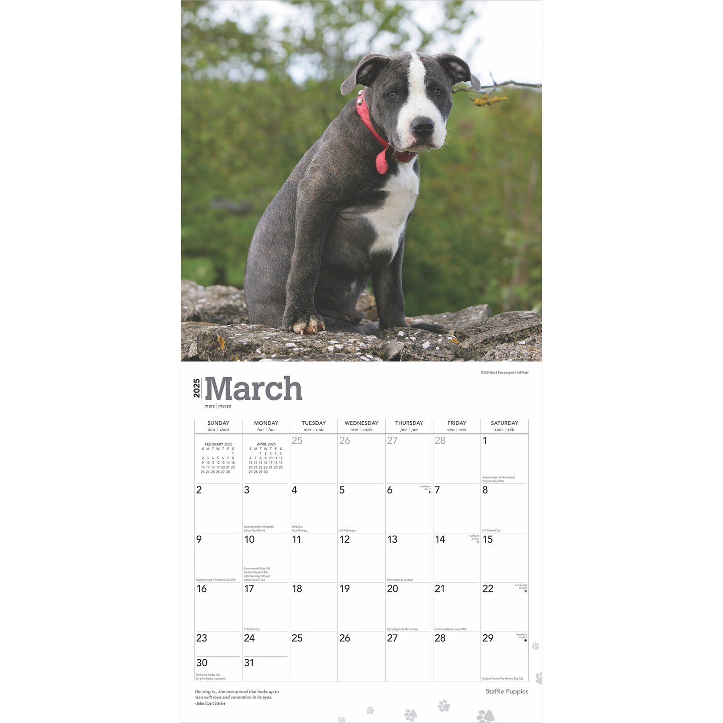 Staffordshire Bull Terriers Puppies | 2025 12 x 24 Inch Monthly Square Wall Calendar | Plastic-Free | BrownTrout | Staffies Dog Breeds