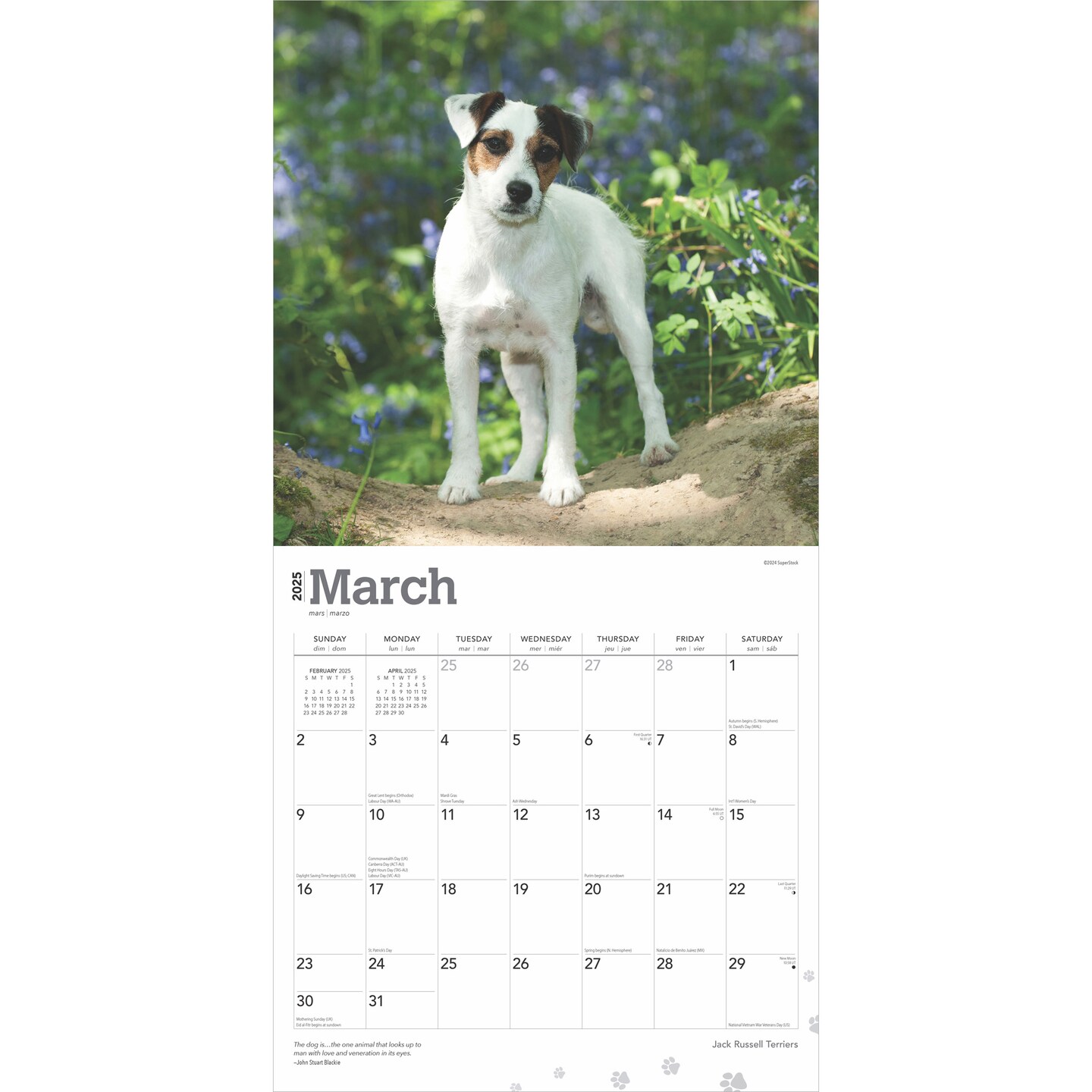 Jack Russell Terriers | 2025 12 x 24 Inch Monthly Square Wall Calendar | Plastic-Free | BrownTrout | Animals Dog Breeds