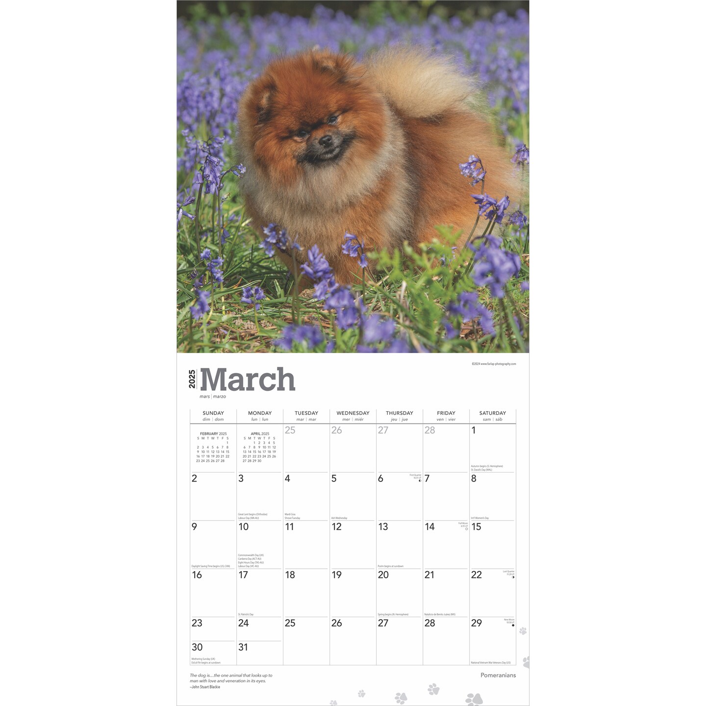 Pomeranians | 2025 12 x 24 Inch Monthly Square Wall Calendar | Plastic-Free | BrownTrout | Animals Small Dog Breeds