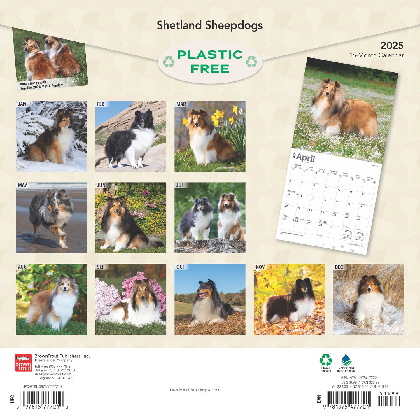 Shetland Sheepdogs | 2025 12 x 24 Inch Monthly Square Wall Calendar | Plastic-Free | BrownTrout | Animals Dog Breeds