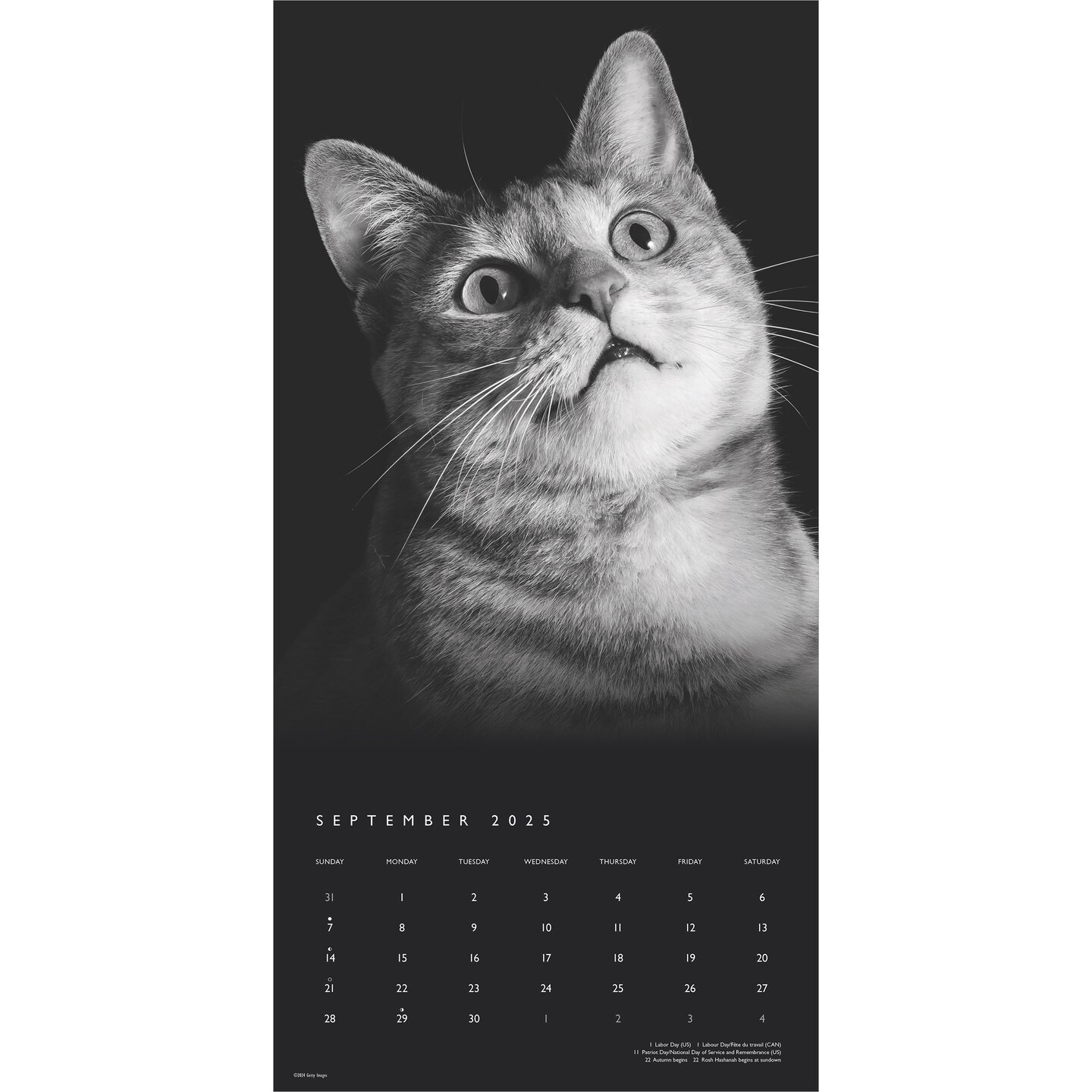 The BrownTrout Portrait Series: The Regal Cat | 2025 12 x 24 Inch Monthly Square Wall Calendar | Pet Kitten Feline