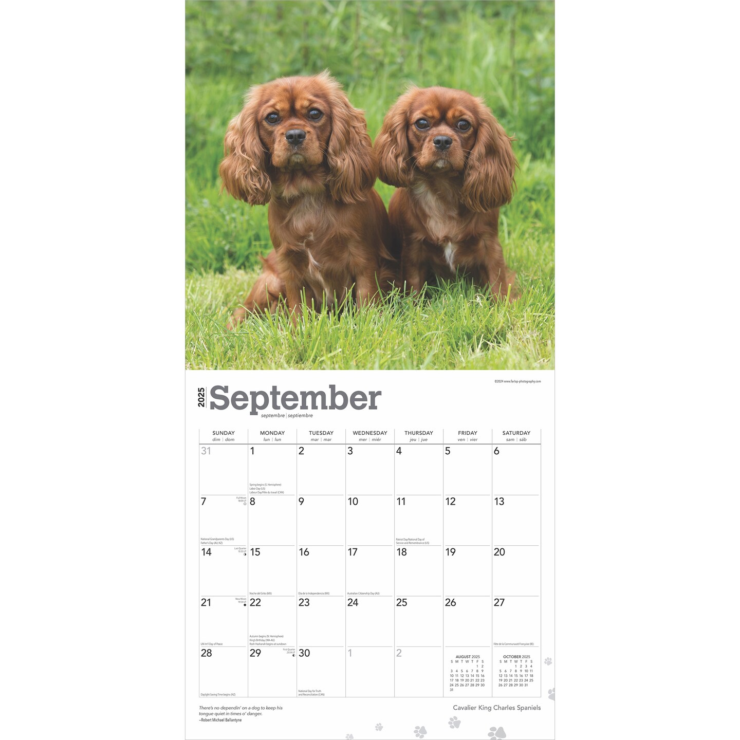 Cavalier King Charles Spaniels | 2025 12 x 24 Inch Monthly Square Wall Calendar | Plastic-Free | BrownTrout | Animals Dog Breeds Puppies