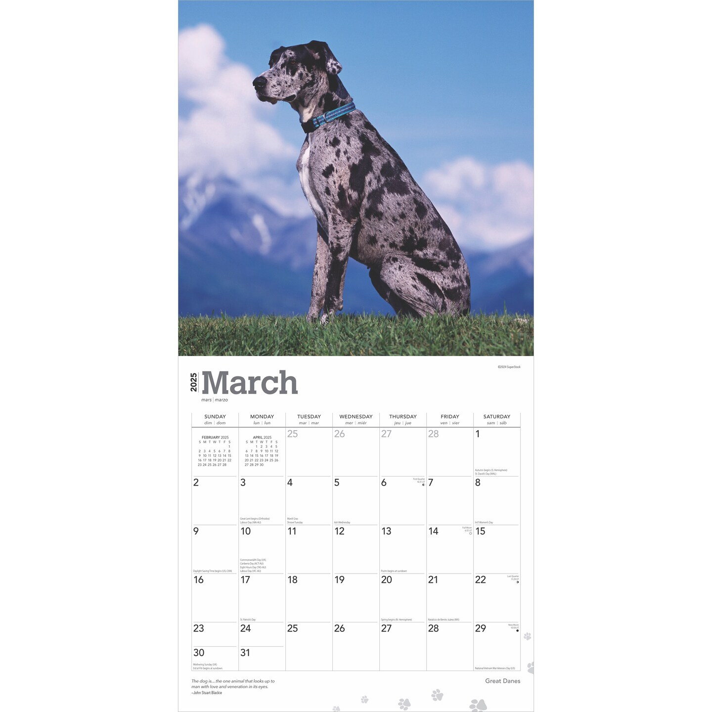 Great Danes | 2025 12 x 24 Inch Monthly Square Wall Calendar | Plastic-Free | BrownTrout | Animals Dog Breeds