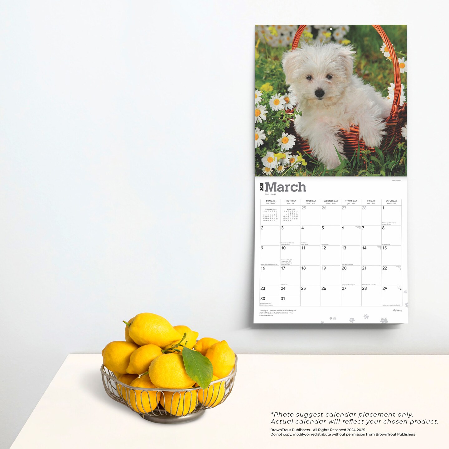 Maltese | 2025 12 x 24 Inch Monthly Square Wall Calendar | Plastic-Free | BrownTrout | Animals Small Dog Breeds