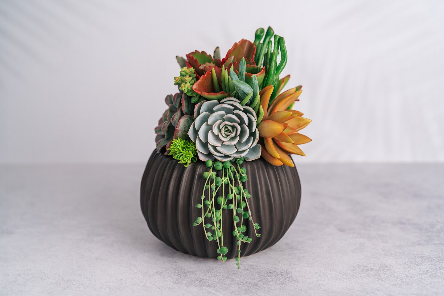 Black Ribbed Globe Succulent Arrangement Planter: Modern Living Succulent  Gift, Centerpiece for Weddings and Events, Housewarming Gift | MakerPlace  by Michaels