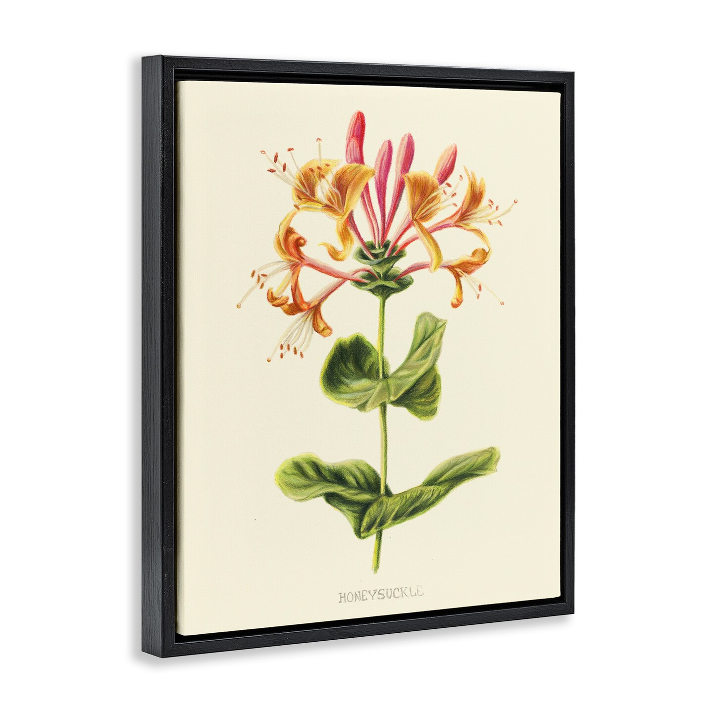 Stupell Industries Honeysuckle Vintage Illustration Floating Frame, design by Connie Resch