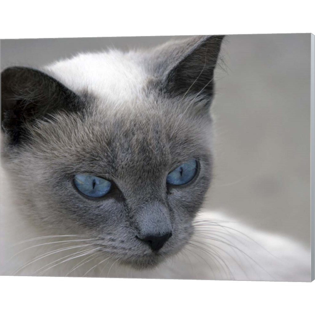 Blue Eyes by J.D. McFarlan 20&#x22; x 16&#x22; Canvas Wall Art