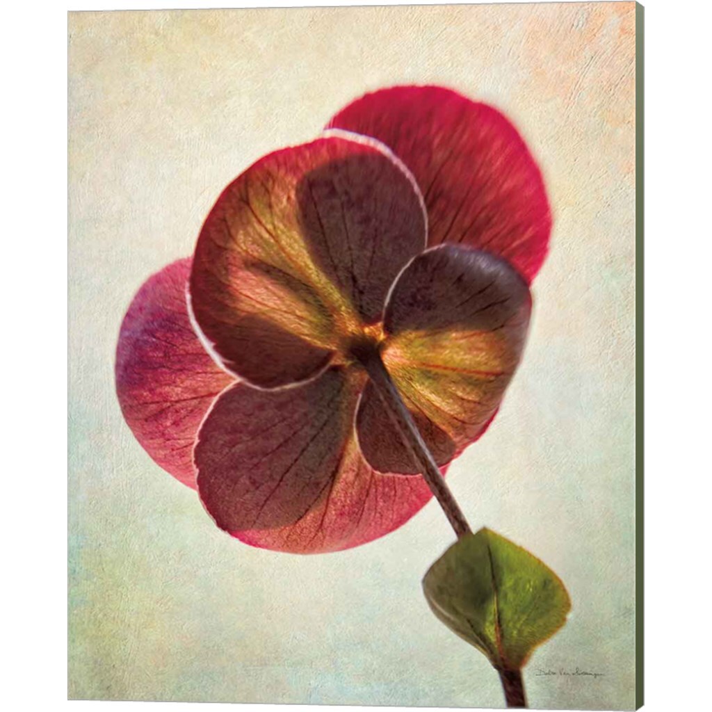 Lenton Rose II by Debra Van Swearingen 16&#x22; x 20&#x22; Canvas Wall Art