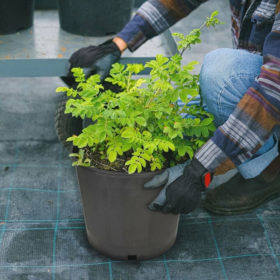 Heavy Duty Premium Black Plastic Nursery Plant Container Garden Planter Pot 3gal