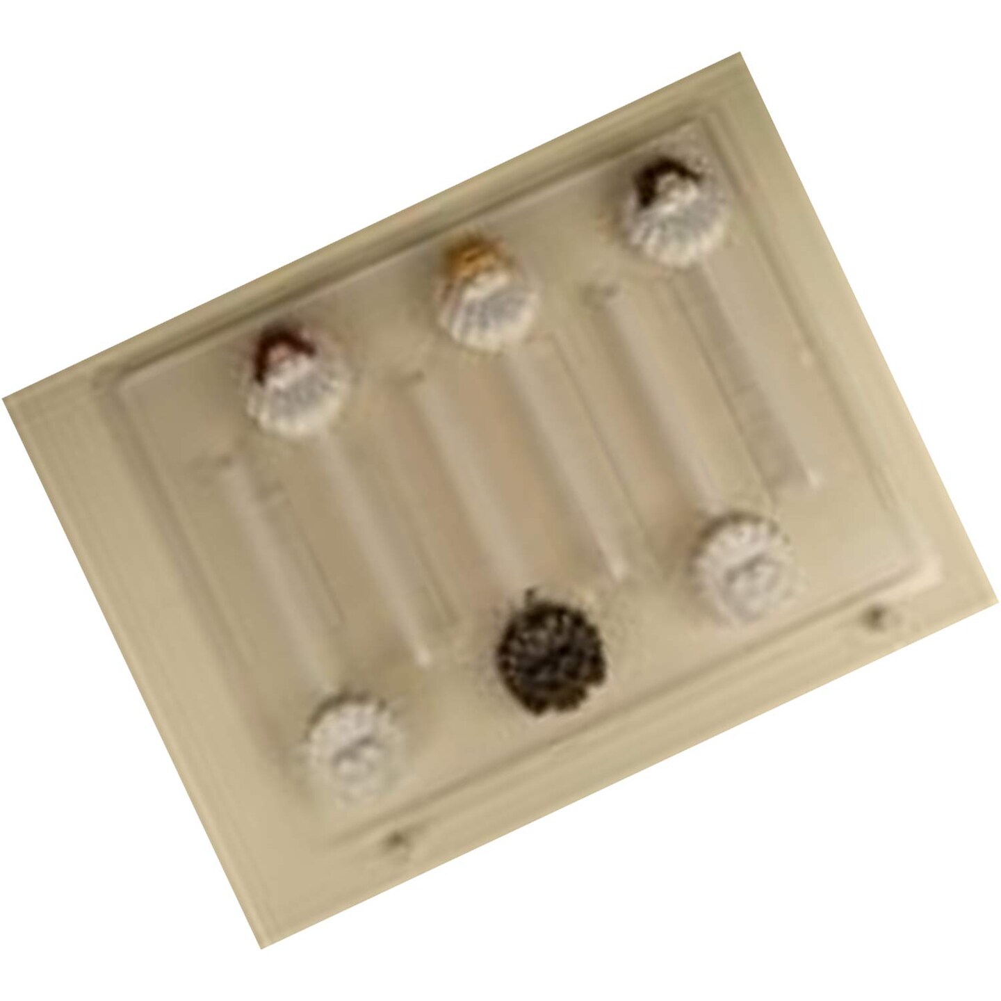 Shell with Small Angel Chocolate Sucker Mold for Holiday Treats