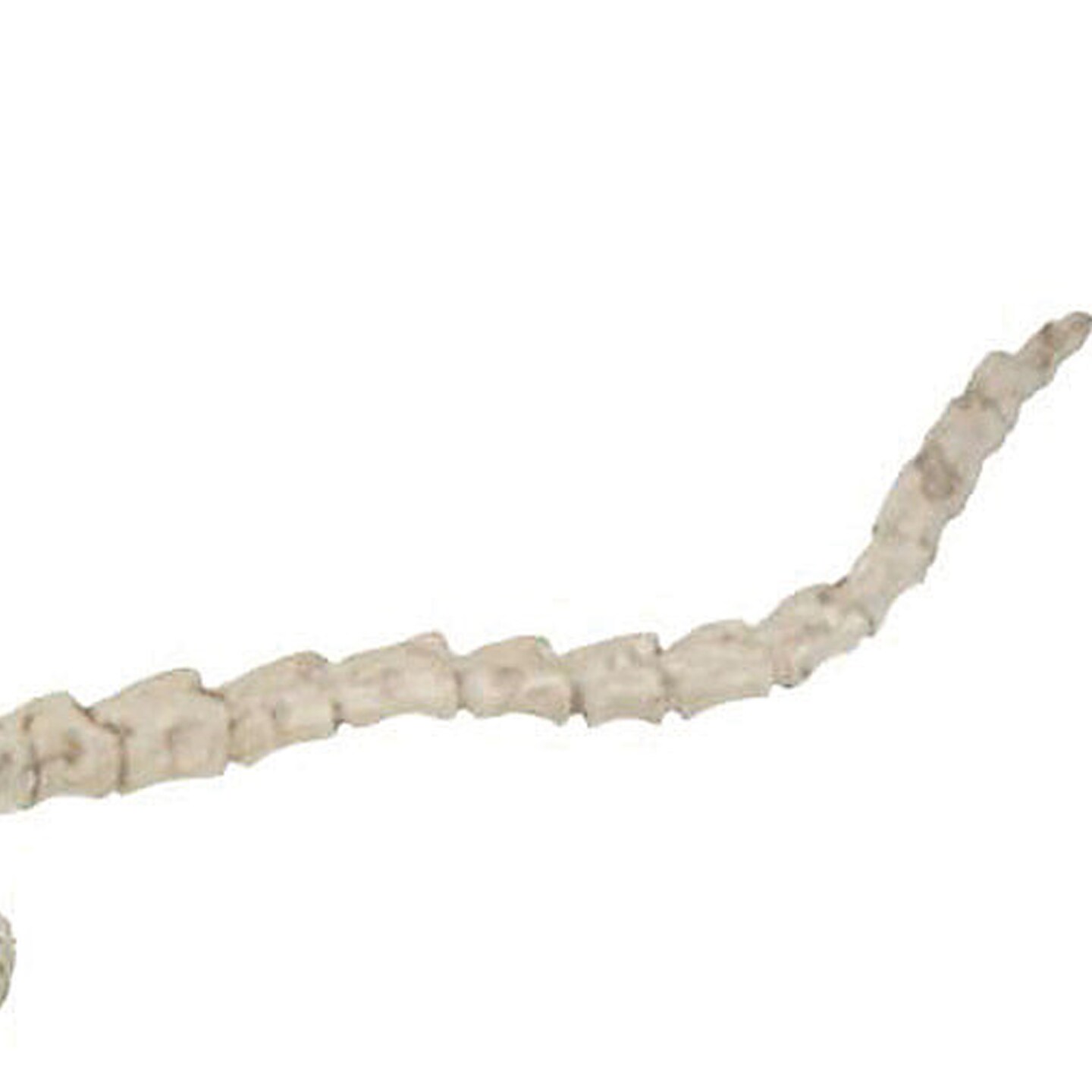 Skeleton Cobra Spooky Serpent