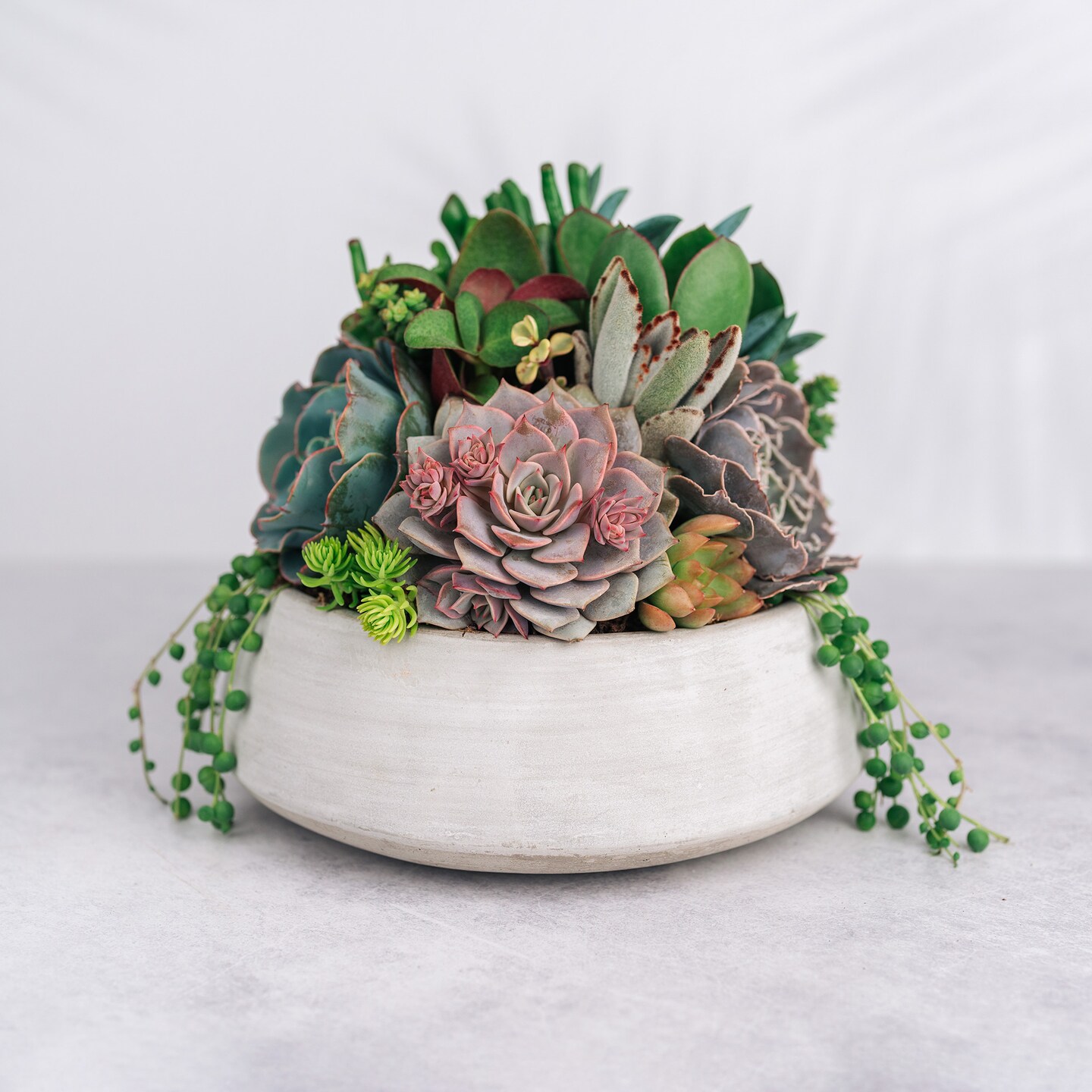 Cement Bowl Succulent Arrangement Planter MakerPlace by Michaels