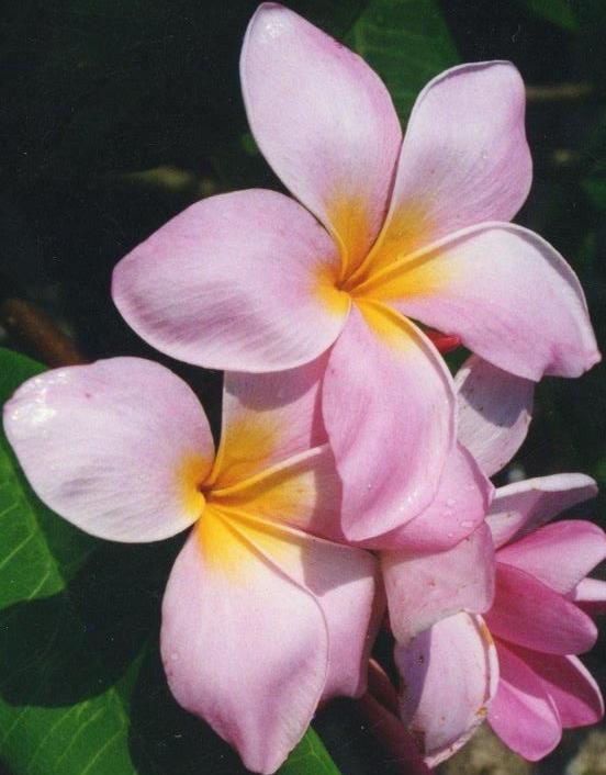 Playful Plumeria Plant - Frangipani - 12-16&#x22; Cutting