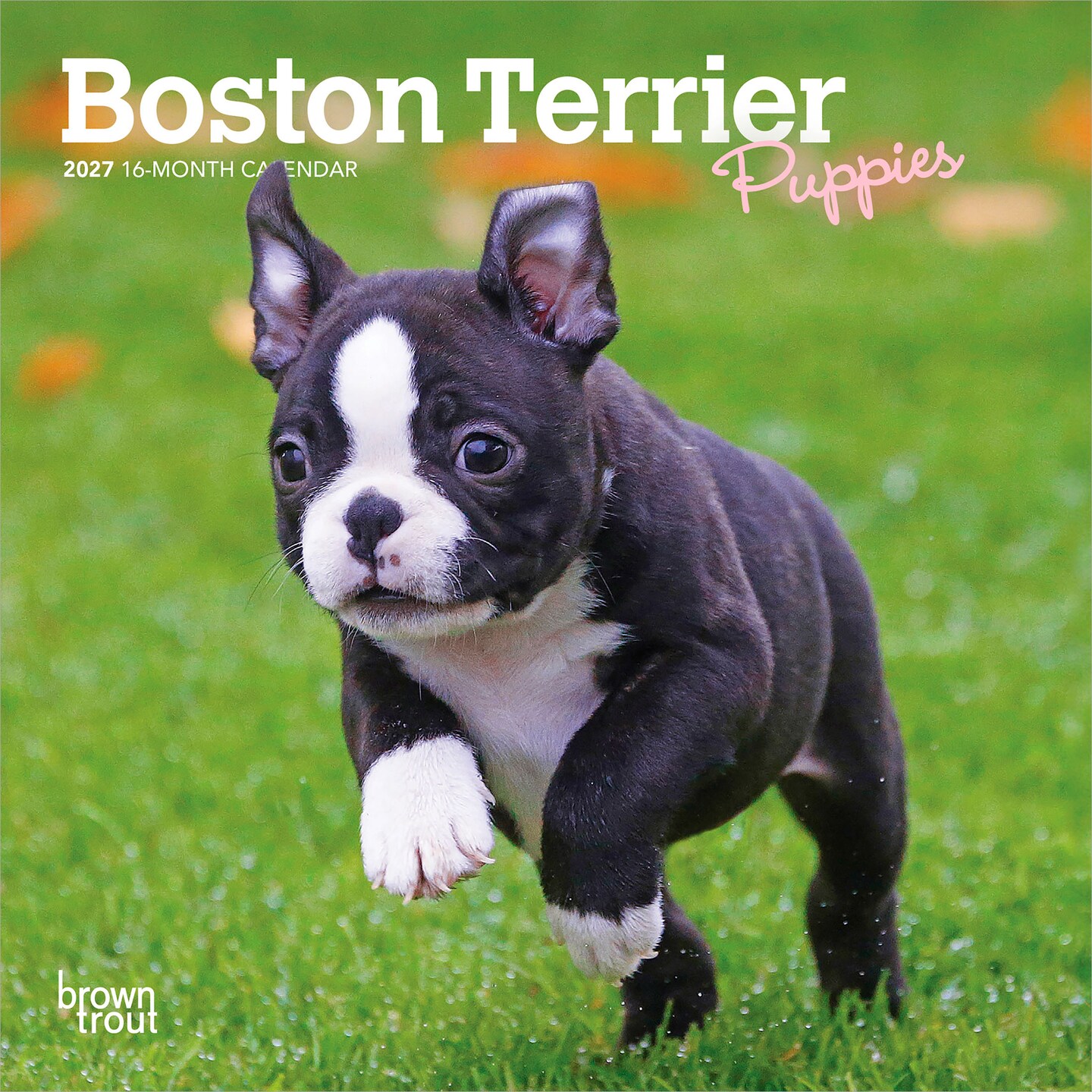 BrownTrout; Boston Terrier Puppies | 2027 7 x 14 Inch (Hanging) Monthly Mini Wall Calendar; Category:Wall Calendars; Image:1