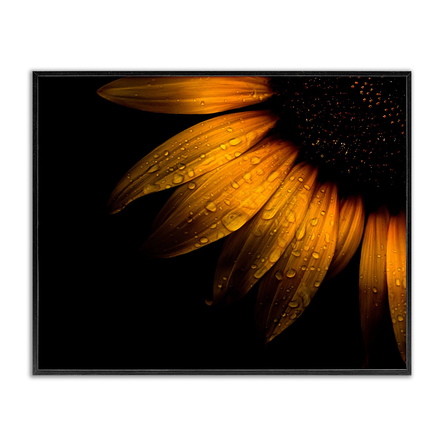 Stupell Industries Water Droplets on Sunflower Framed Giclee, design by Brian Carson Photography