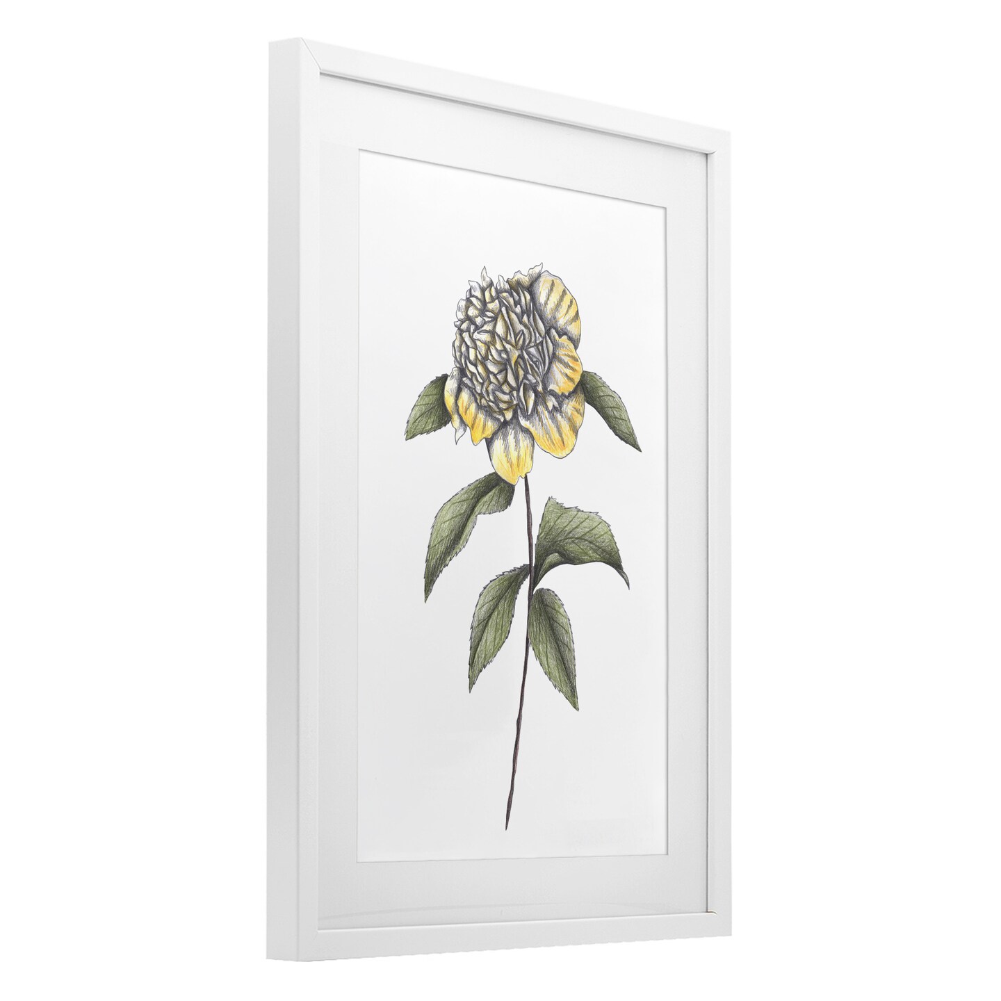Stupell Industries Camellia Flower Illustration Framed Print Under Glass, design by Cecilia Battaini