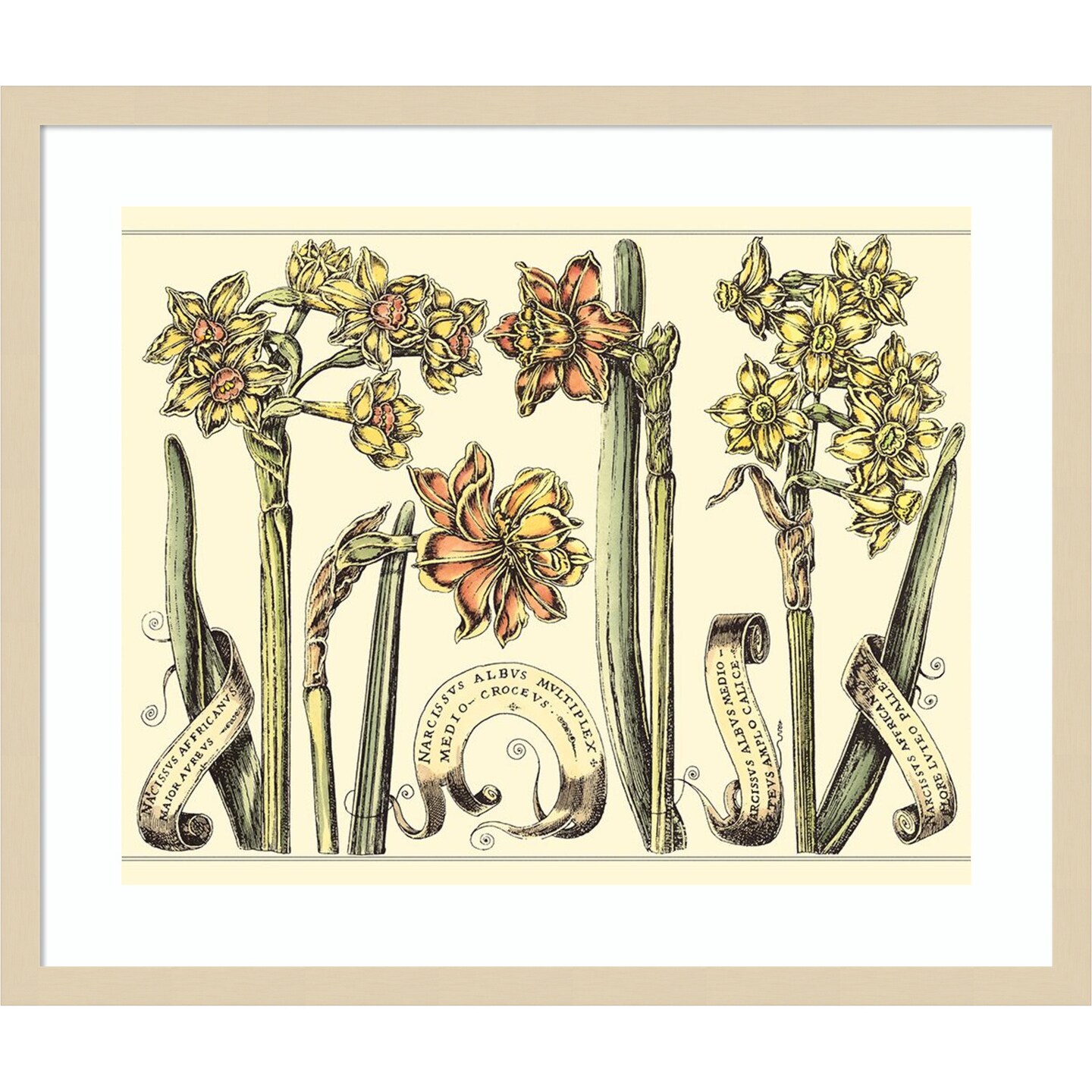 Narcissus in Bloom II by Mark W. Langlois Wood Framed Wall Art Print