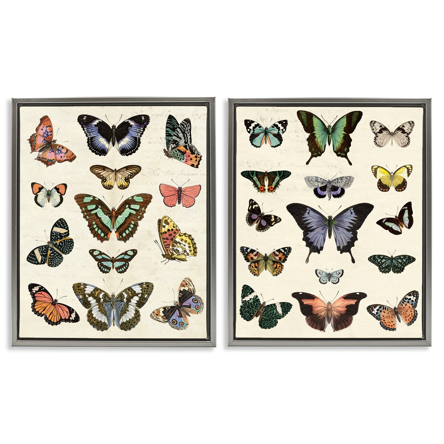 Stupell Industries Antique Butterfly Collection 2pc Floater Framed Canvas Wall Art Set Design by Susan Arnot