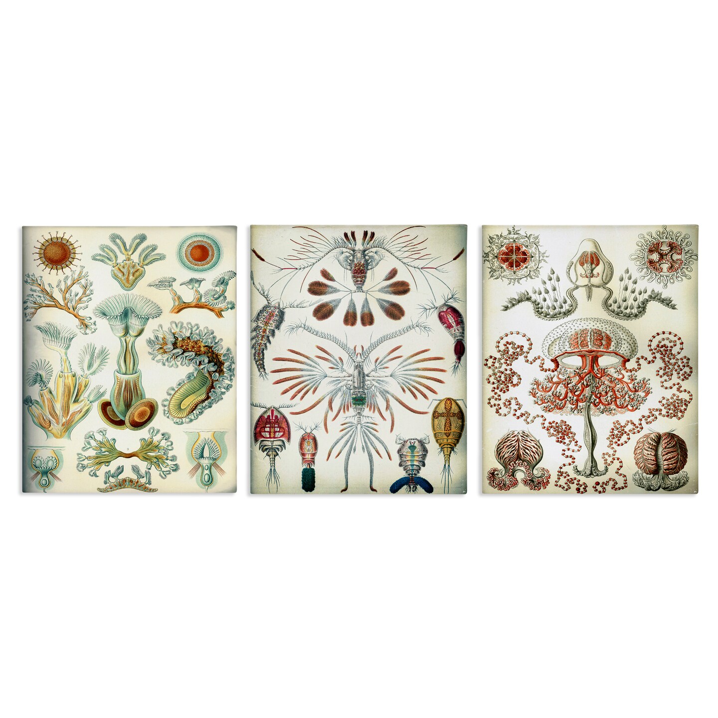 Stupell Industries Vintage Microscopic Crustaceans 3pc Canvas Wall Art Set Design by Graffi*tee Studios