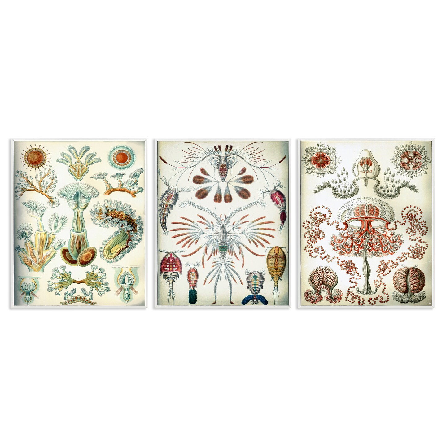 Stupell Industries Vintage Microscopic Crustaceans 3pc Framed Giclee Wall Art Set Design by Graffi*tee Studios
