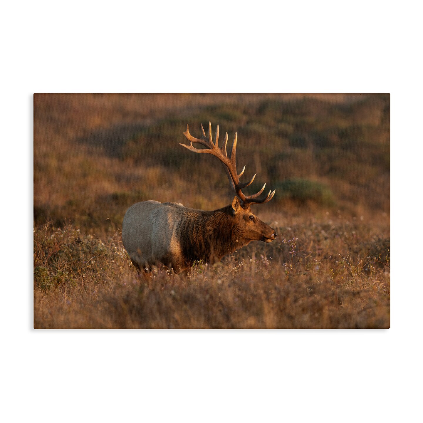 Stupell Industries Roaming Elk Photography Canvas Wall Art Design by Crystal Lynn Collins